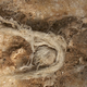 The Neanderthal cord fragment.